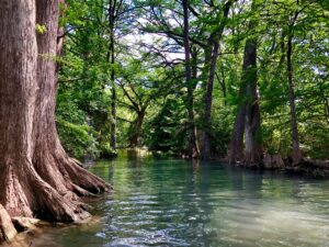 Guadalupe River in Texas lined with cypress trees