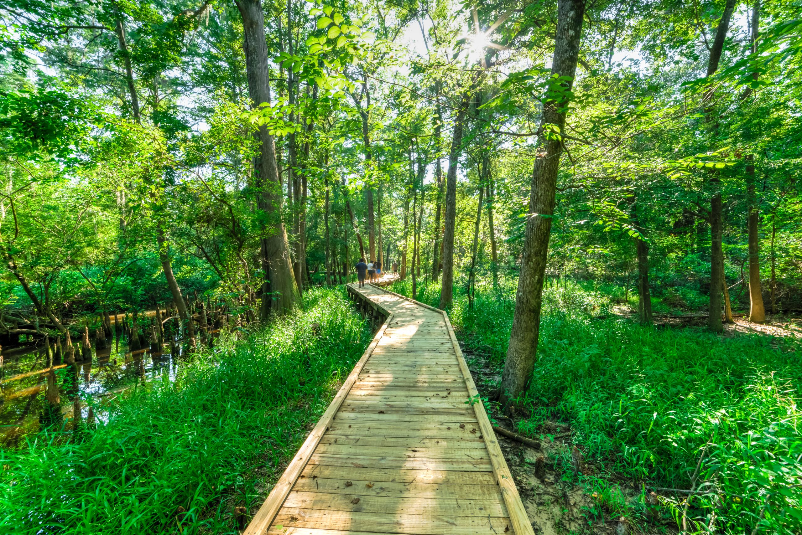 Wooden boardwalk among the cypress trees at Jesse H. Jones Nature Center, home to some of the best hikes near houston tx