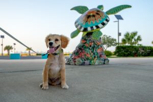 Small yellow puppy Ranger smiling and sitting in front of a colorful turtle statue, one of the best south padre photo spots