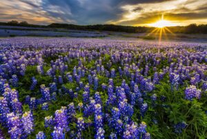 Wide field of blooming Texas bluebonnets at sunset