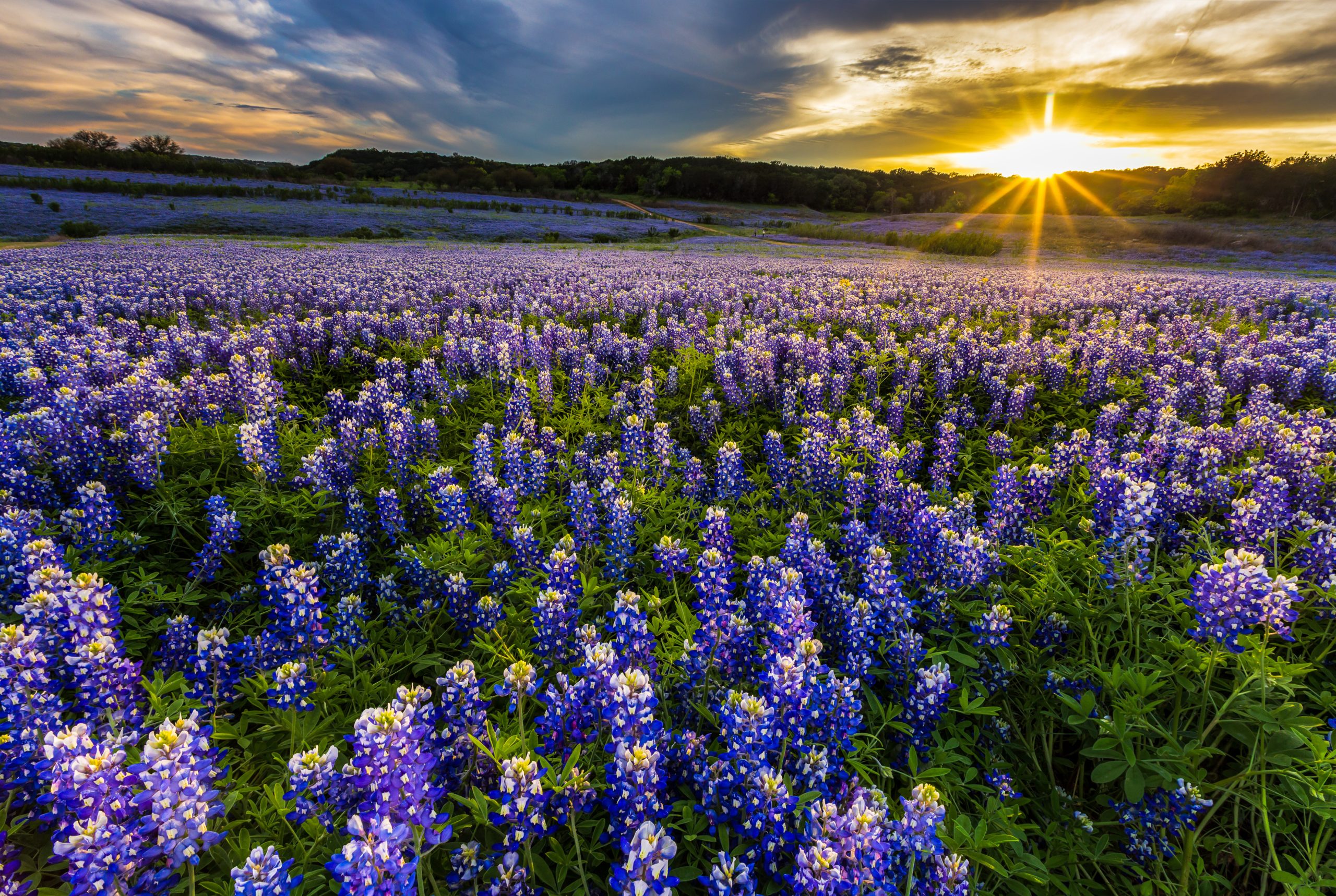 Wide field of blooming Texas bluebonnets at sunset