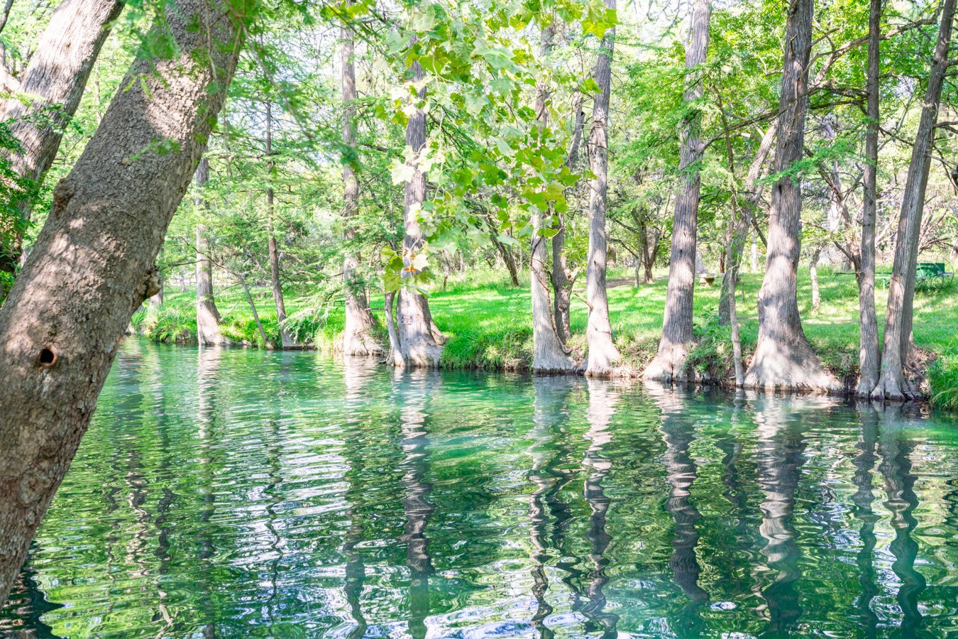 Blue Hole in Wimberley TX with no people visible showing the reflections of the cypress trees in the water, one of the best texas swimming holes
