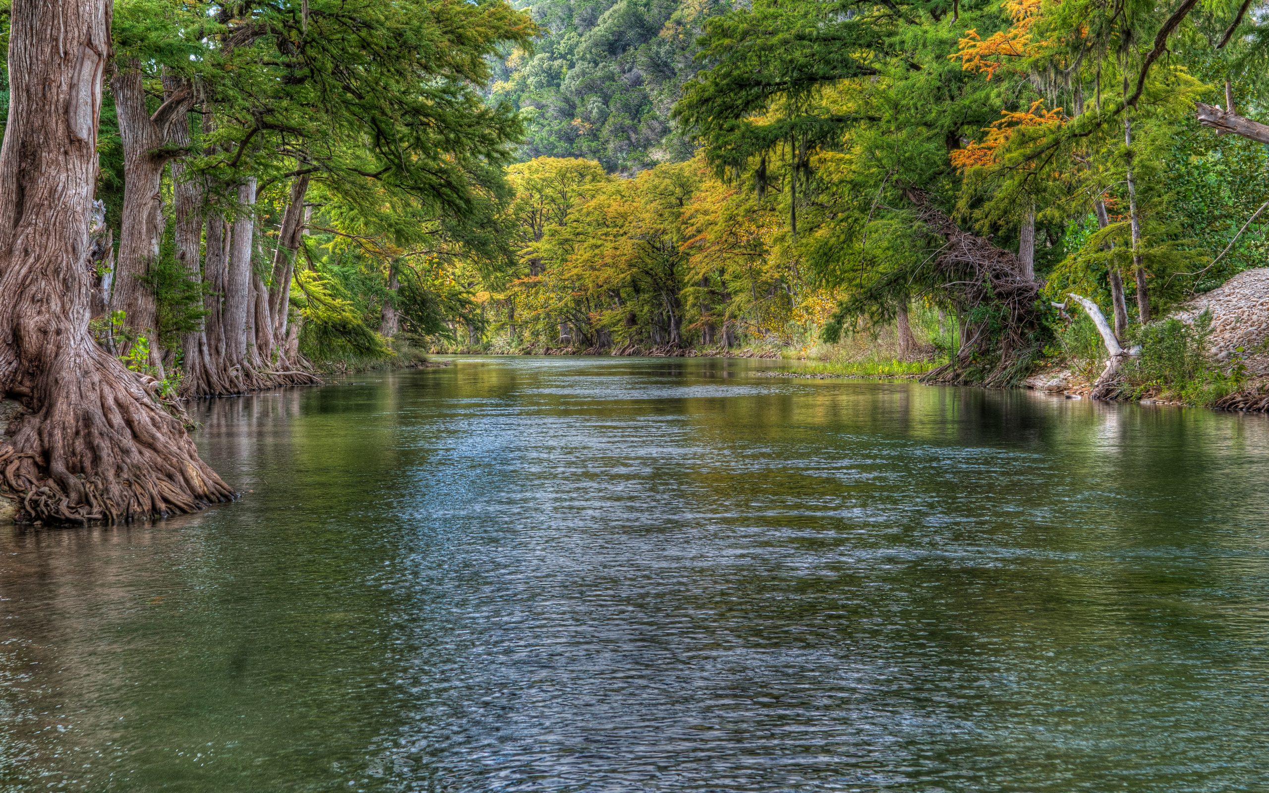 Guadalupe River lined with cypress trees, visiting here is one of the most fun things to do in New Braunfels TX