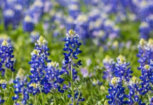 close up of a field of texas bluebonnets