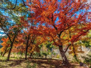 bright red foliage in lost maples, one of the fun things to do in vanderpool texas