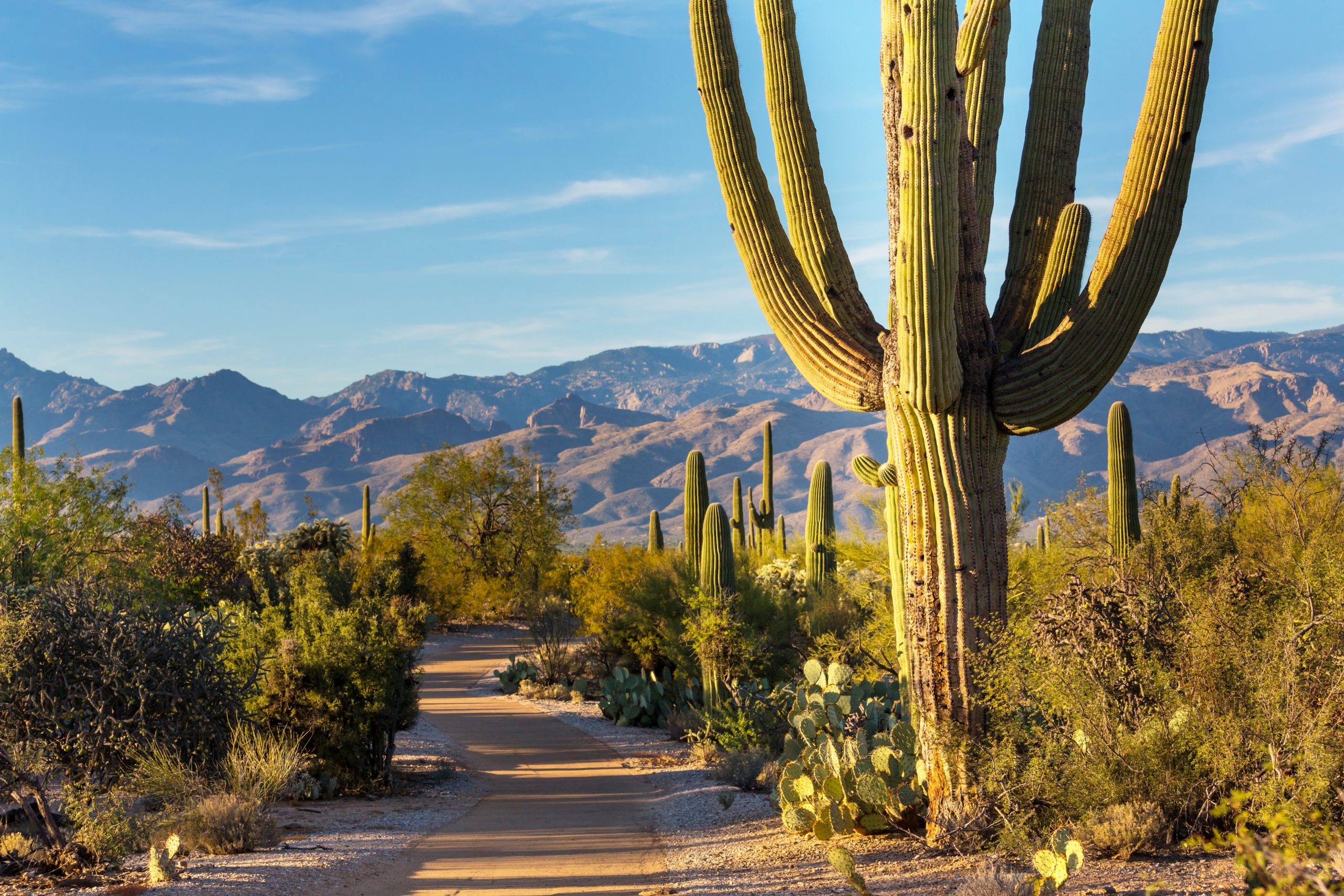 trail in sagurao national park lined with cacti, one of the best weekend road trips from el paso tx