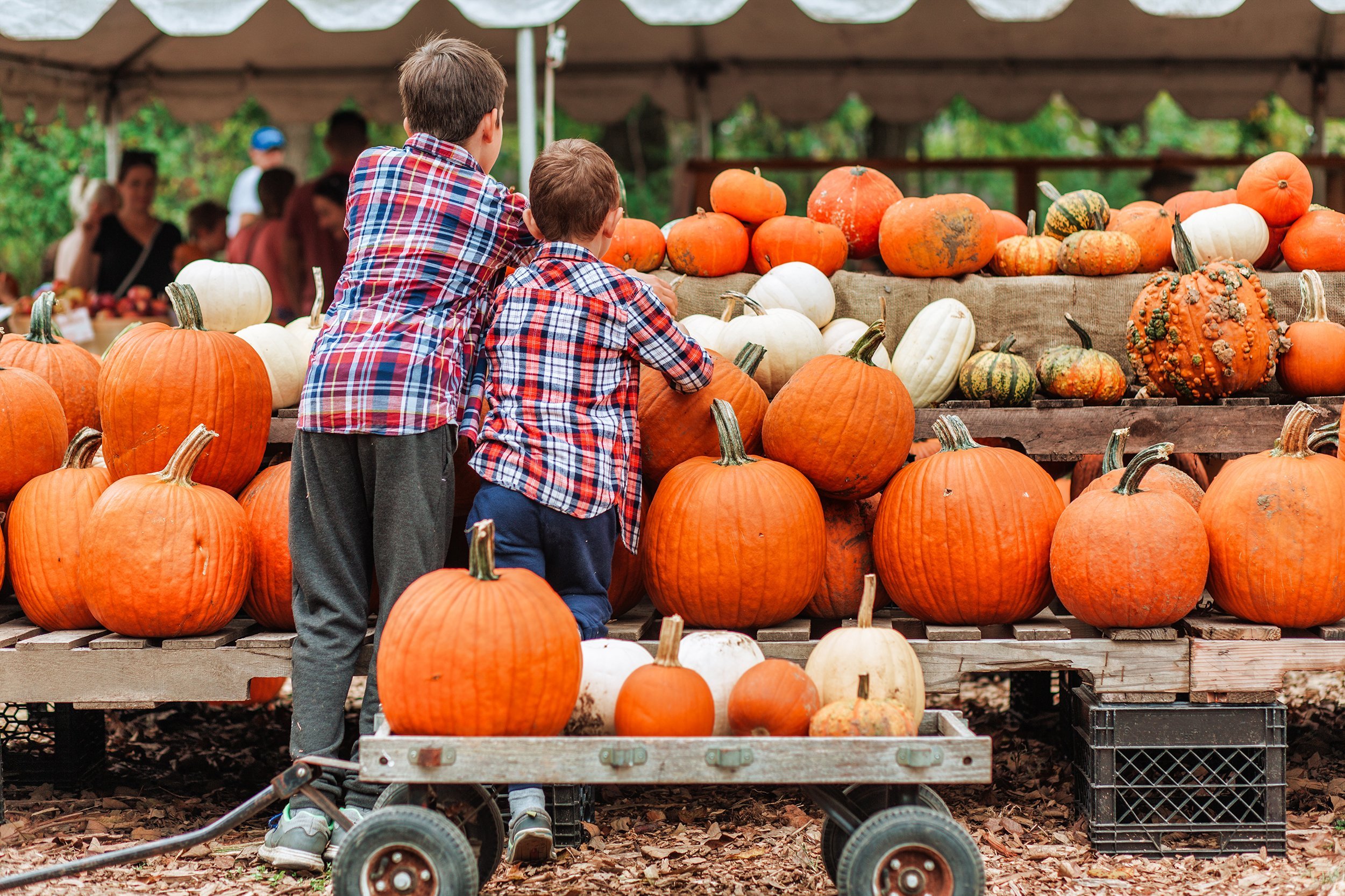 two young boys facing away from the camera picking out pumpkins at one of the best dallas pumpkin patches