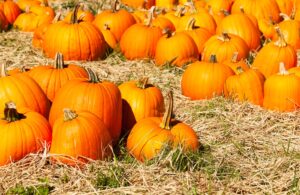 collection of large orange pumpkins sitting on hay at one of the best austin pumpkin patches