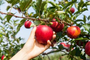 womans hand reaching out to pick apple texas apple orchards