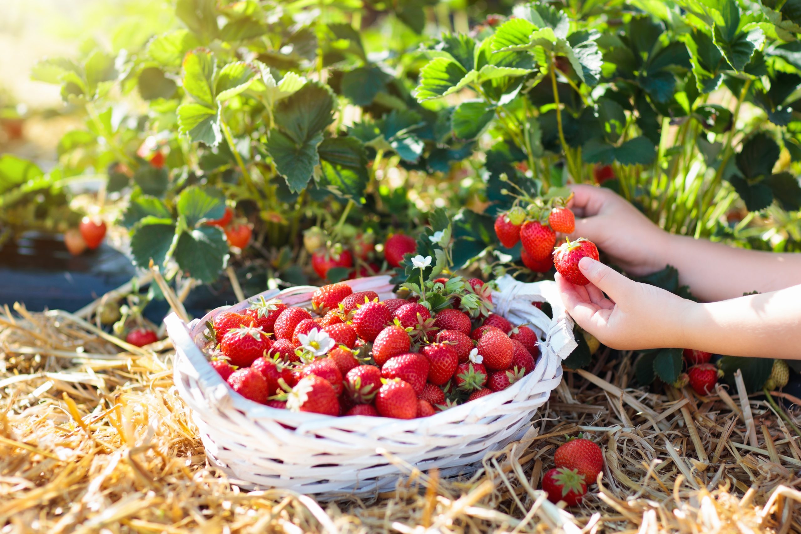 hands strawberry picking texas into a white basket at texas strawberry farms